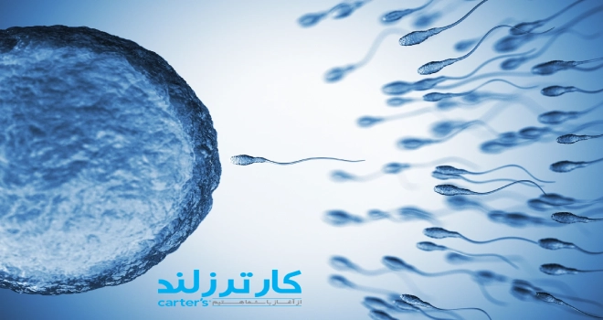 تشکیل نطفه